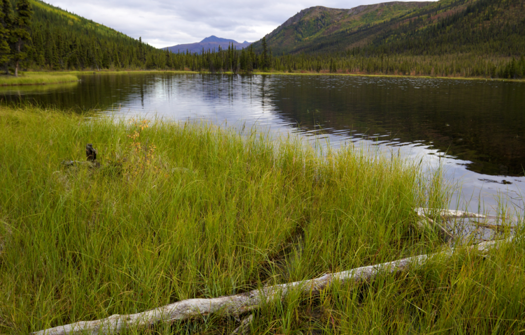 triple lakes hiking trail in denali