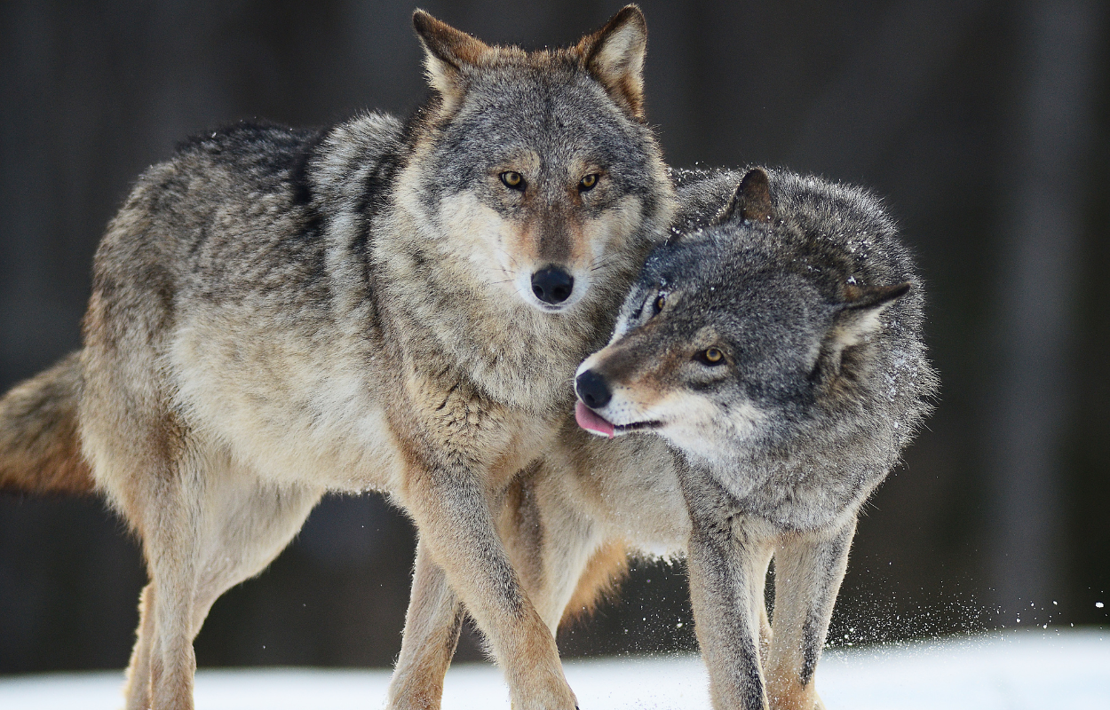 Wildlife of Denali: Spotting Alaska’s Majestic Animals