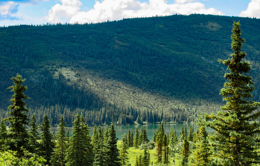 wonder lake in Denali